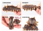 在身体不同时期应该如何食用海参